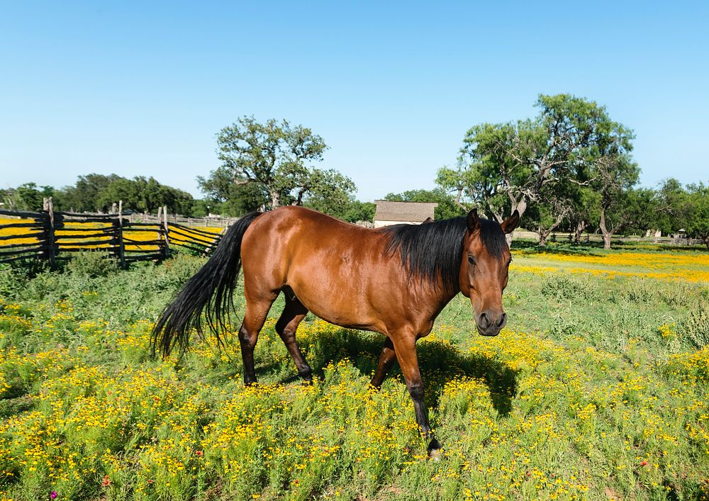 Horse within a lovely meadow in the Lyndon B. Johnson National Historical Park in Johnson City, Texas. Original image from…