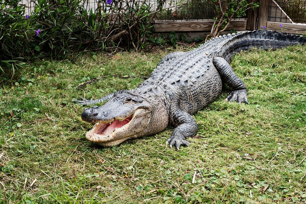 Alligator at the Texas State Aquarium in Corpus Christi. Original image from Carol M. Highsmith&rsquo;s America, Library of…