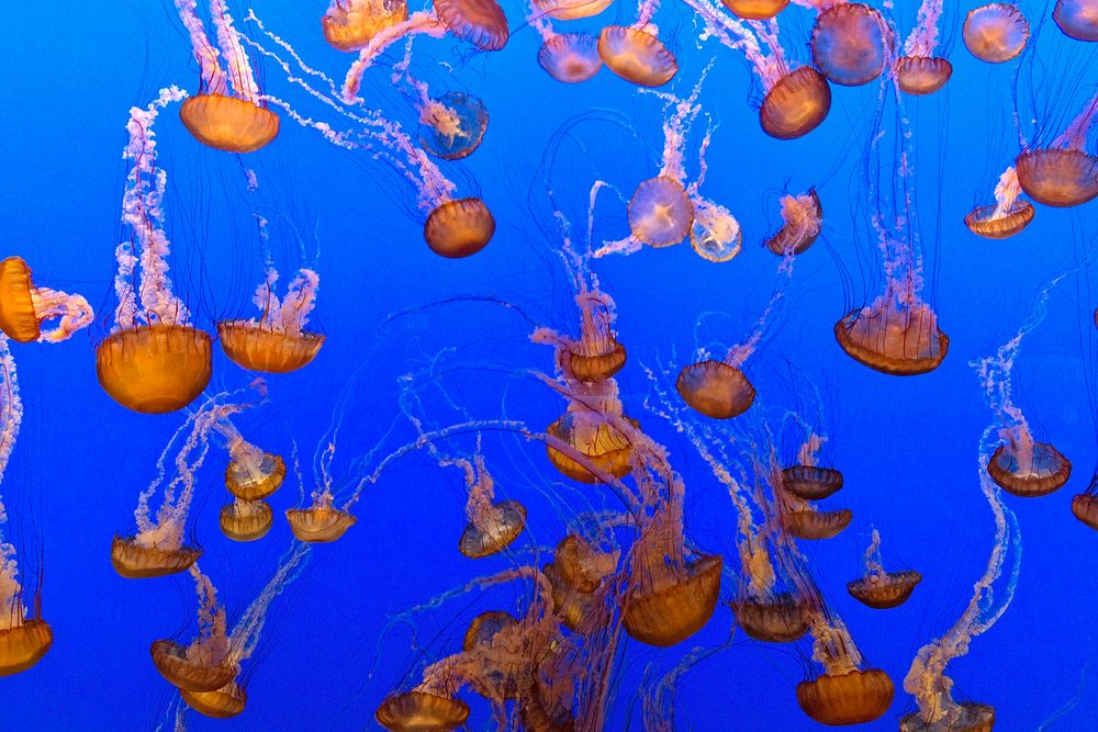 For displaying jellyfish, The Monterey Bay Aquarium uses a Kreisel tank, which creates a circular flow to support and suspend…