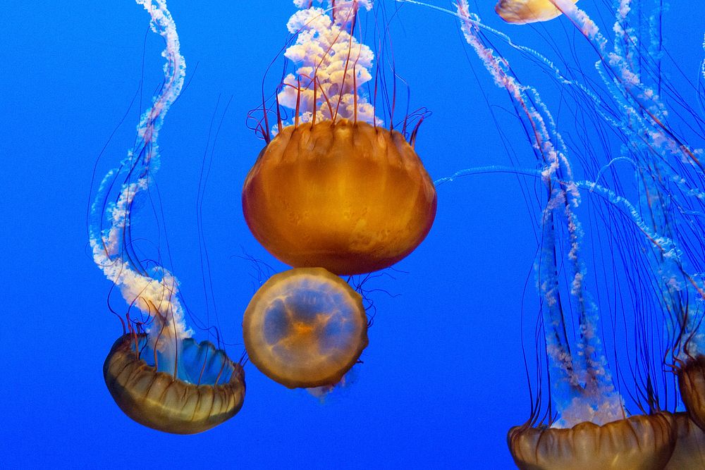 For displaying jellyfish, The Monterey Bay Aquarium uses a Kreisel tank, which creates a circular flow to support and…