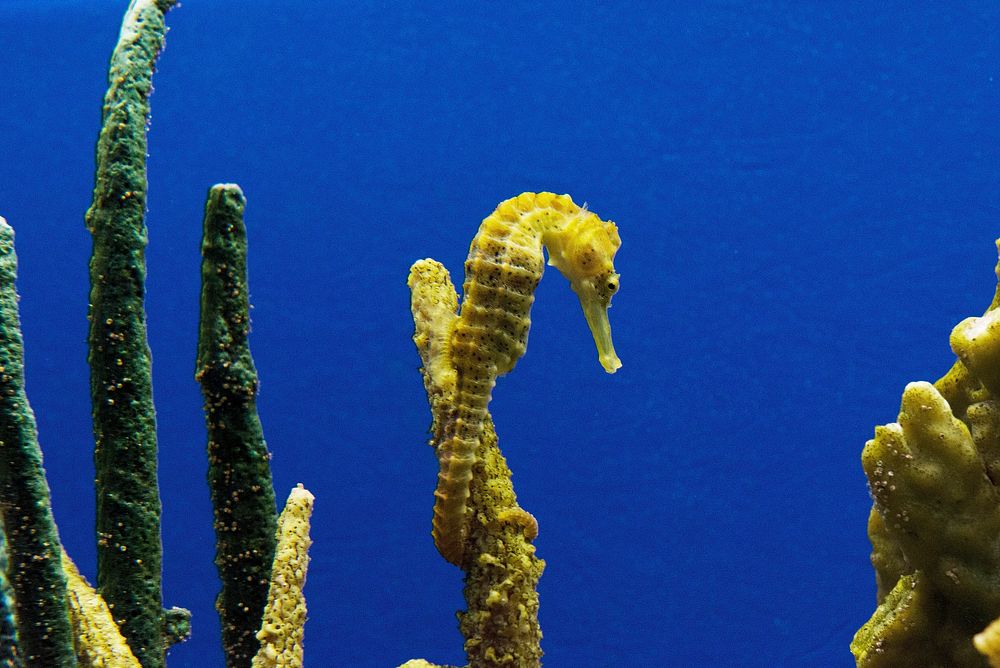 Seahorse. Original image from Carol M. Highsmith&rsquo;s America, Library of Congress collection. Digitally enhanced by…