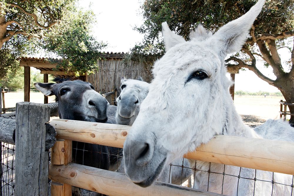 Donkeys at Mission La Purisima Concepci&oacute;n, or La Purisima Mission. Original image from Carol M. Highsmith&rsquo;s…