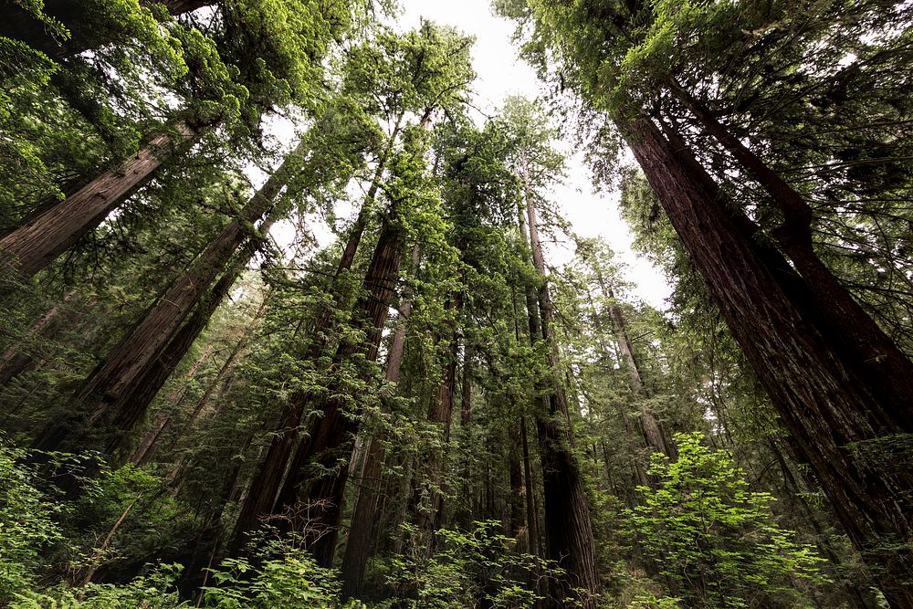 The Redwood National and State Parks along the coast of northern California. Original image from Carol M. Highsmith&rsquo;s…