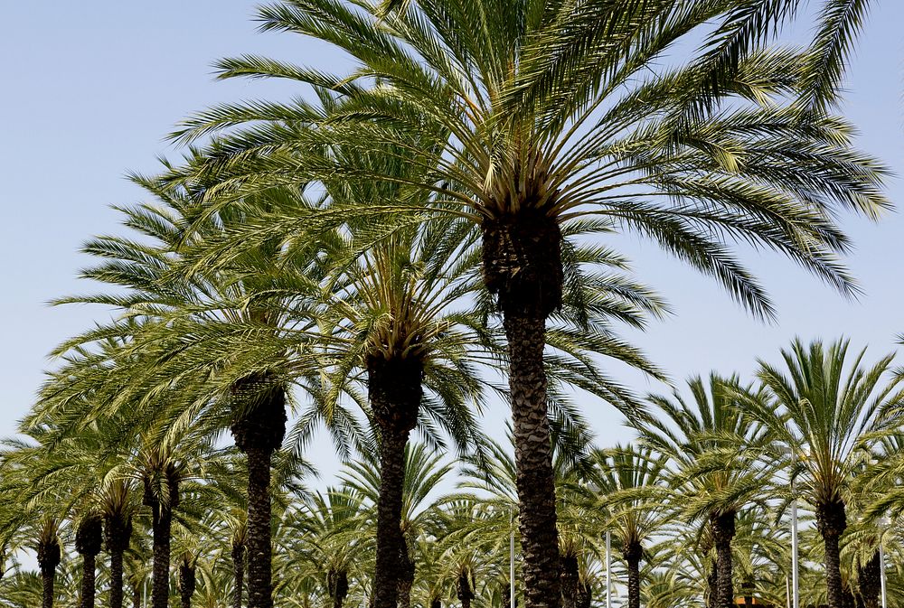 Palm tree palms form line in a shopping center in Irvine, California. Original image from Carol M. Highsmith&rsquo;s…