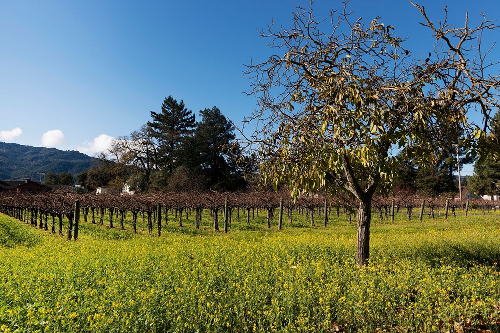Wild mustard plants bring color to the otherwise dormant vines of California's Napa Valley in wintertime. Original image…