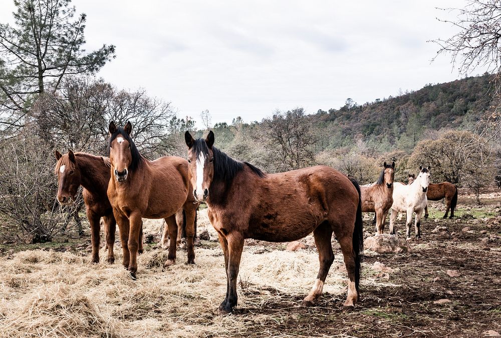 Curious horses on a ranch in Red River County near Detroit, Texas. Original image from Carol M. Highsmith&rsquo;s America…