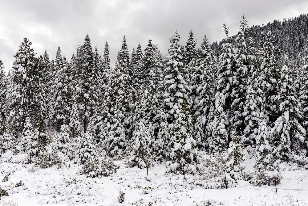 Winter wonderland, created by a sudden mountain blizzard along California Highway 36, south of Lassen Volcanic National Park.