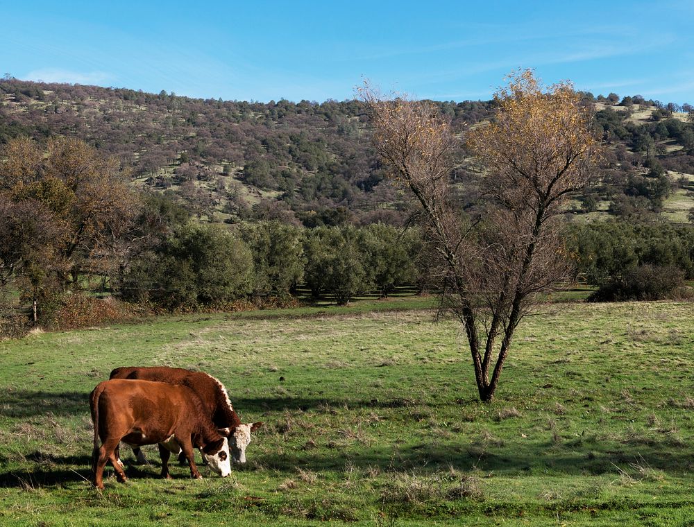 Cattle graze along California Rt. 49, east of Live Oak in Yuba County. Original image from Carol M. Highsmith&rsquo;s…