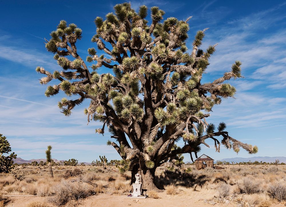 Joshua Trees dot the desert in the Mojave National Preserve in California. Original image from Carol M. Highsmith&rsquo;s…