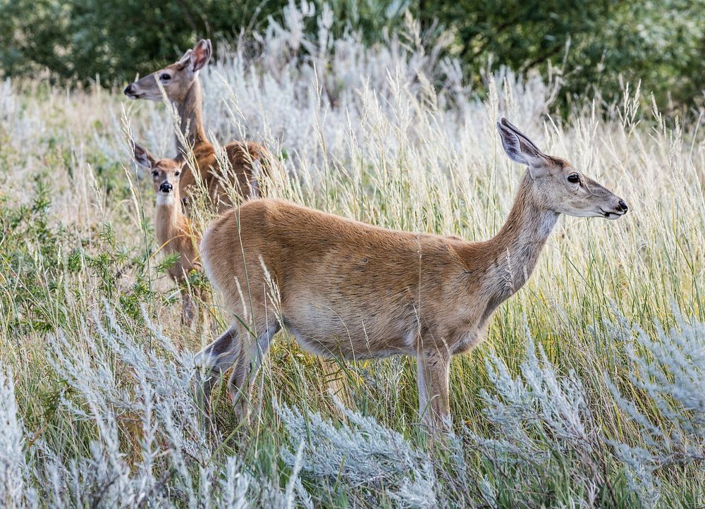 Deer in the tall grass below Devil's Tower National Monument in Crook County, Wyoming. Original image from Carol M.…