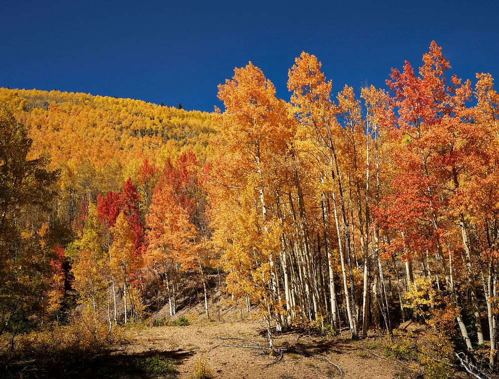 Fall aspens in San Juan County, Colorado USA - Original image from Carol M. Highsmith&rsquo;s America, Library of Congress…