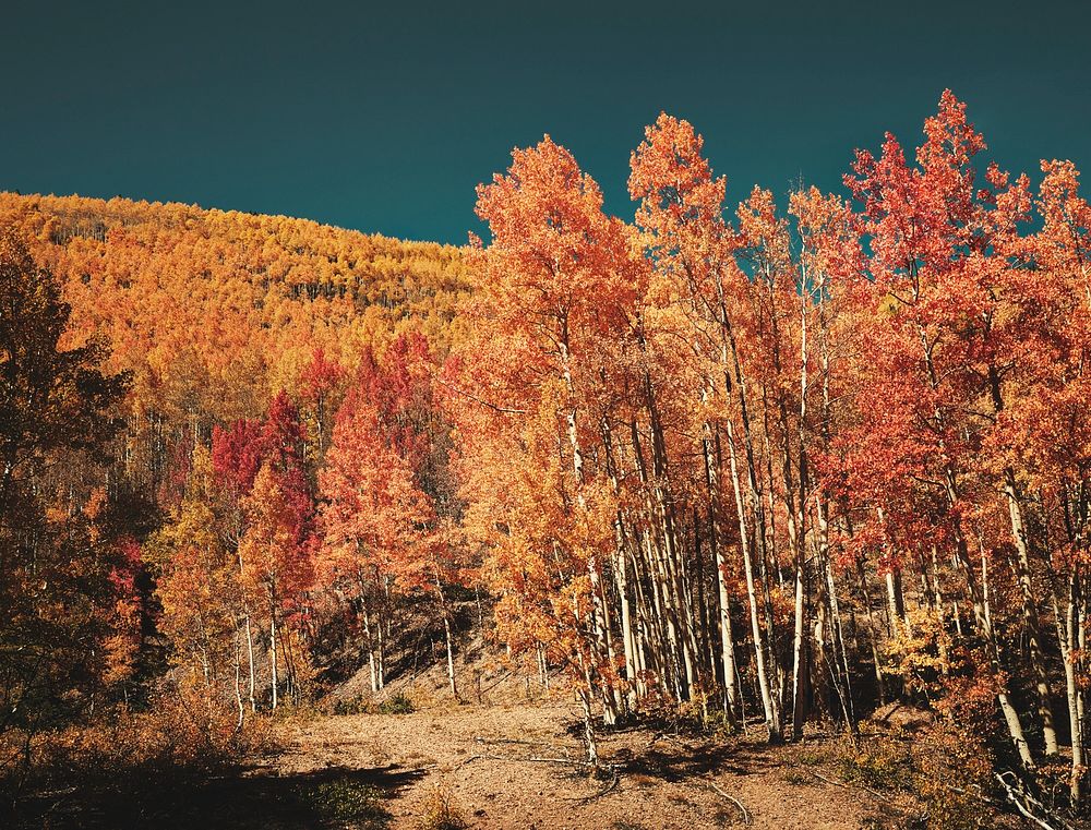 Fall aspens in San Juan County, Colorado USA - Original image from Carol M. Highsmith&rsquo;s America, Library of Congress…
