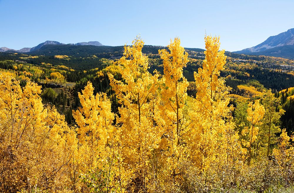 Fall aspens in San Juan County, Colorado USA - Original image from Carol M. Highsmith&rsquo;s America, Library of Congress…