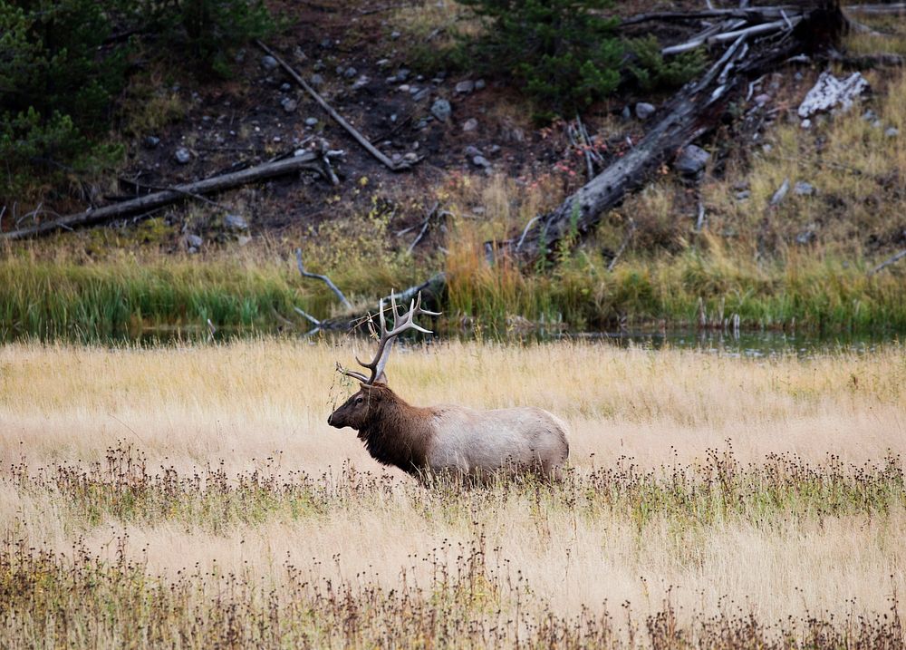 Bull elk in Yellowstone National Park, in the northwest corner of the western state of Wyoming. Original image from Carol M.…