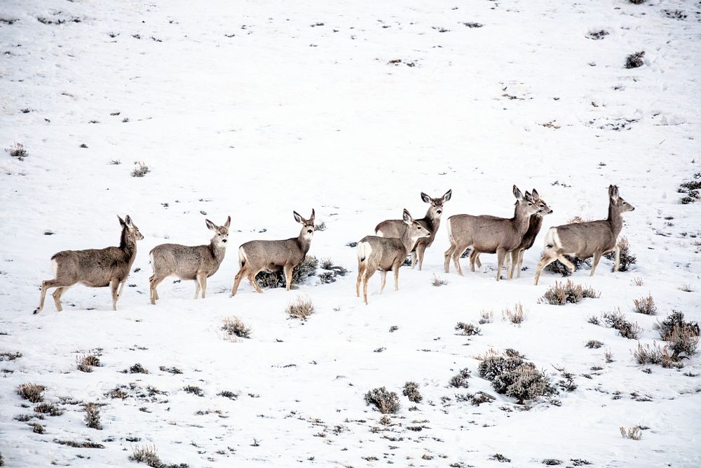 Mule deer gather on a snowy hillside in Sweetwater County, Wyoming. Original image from Carol M. Highsmith&rsquo;s America…
