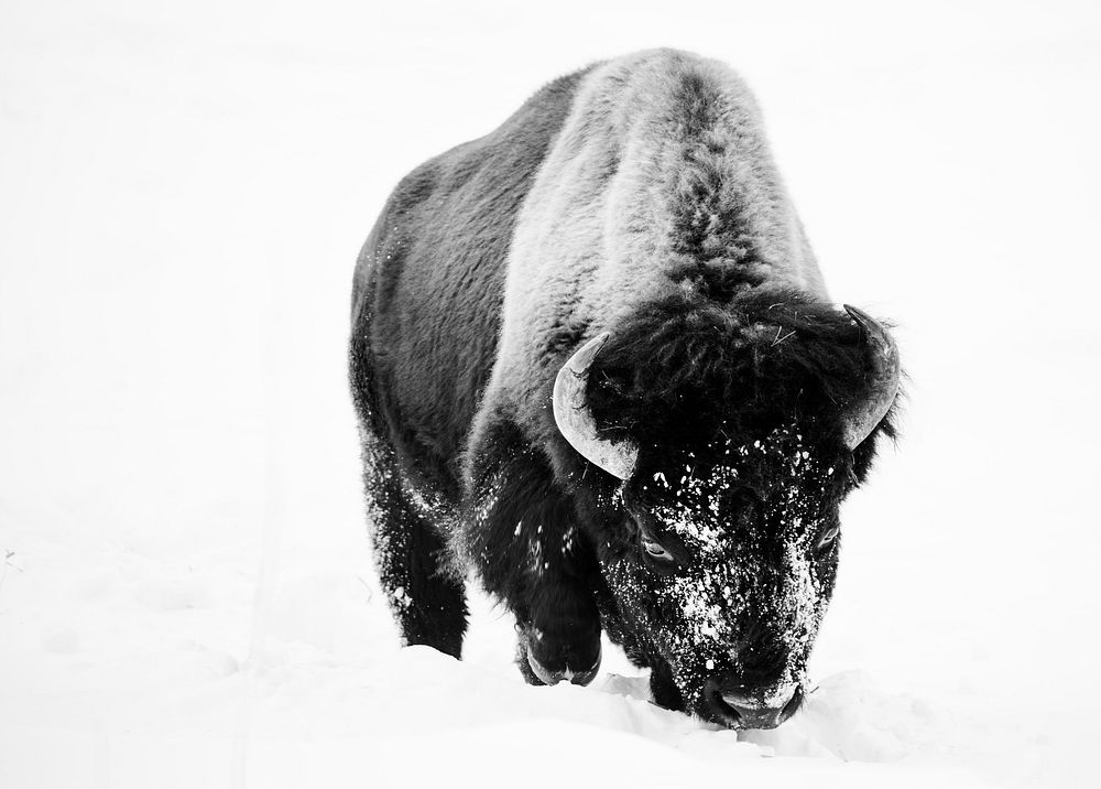 American bison, or buffaloes, in Yellowstone National Park in the northwest corner of Wyoming. Original image from Carol M.…