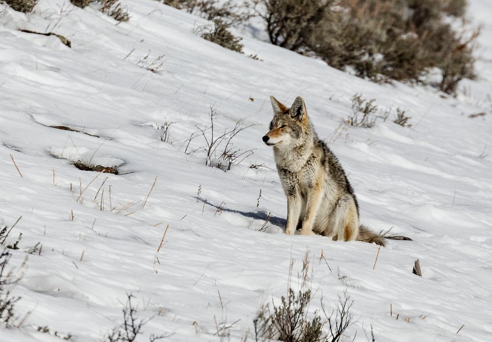 A lone and lean coyote makes the best of wintertime in the northernmost Wyoming reaches of Yellowstone National Park.…