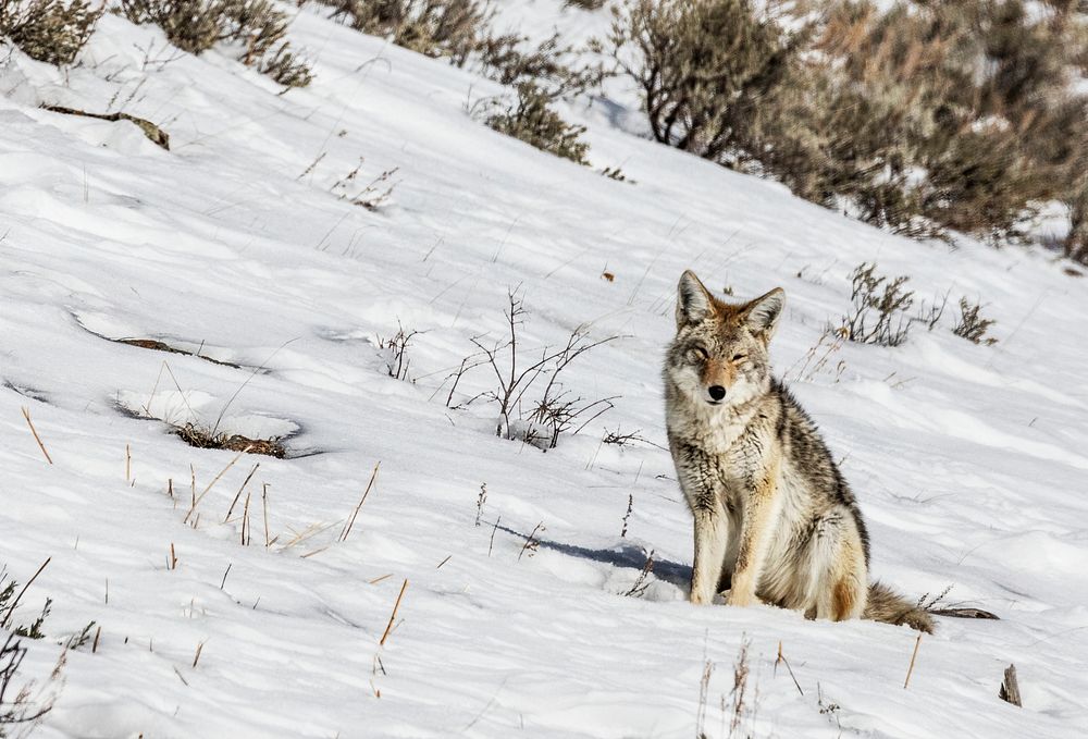 A lone and lean coyote makes the best of wintertime in the northernmost Wyoming reaches of Yellowstone National Park.…