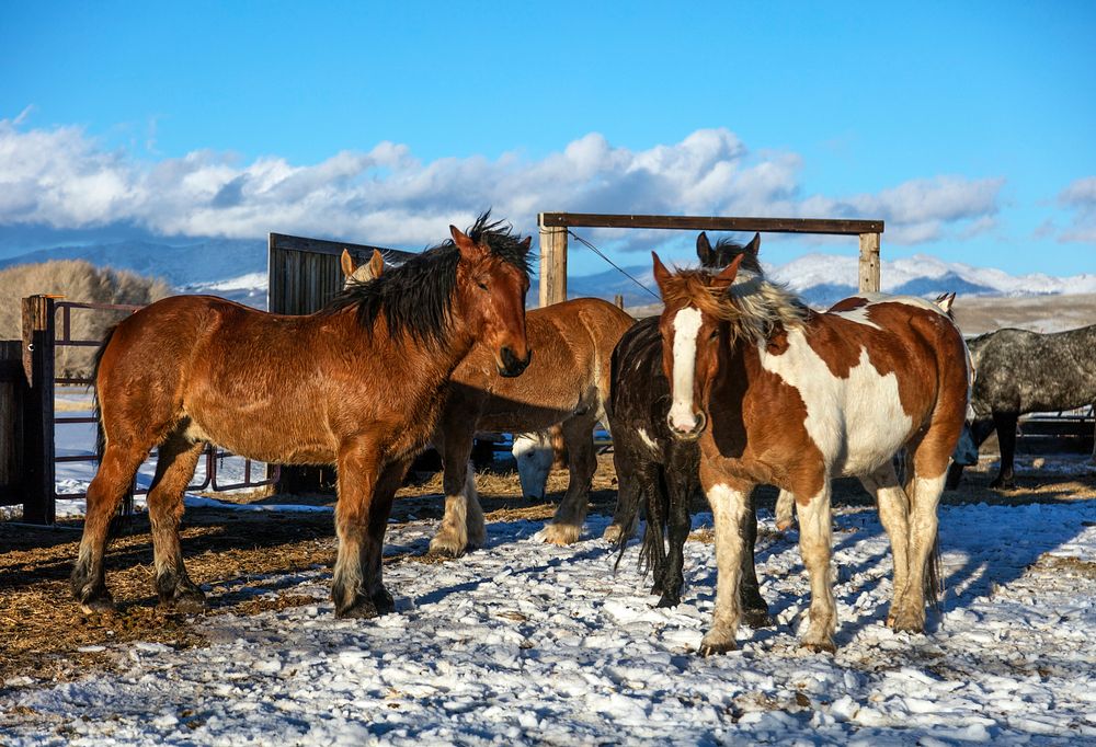Horses rest after a romp in the snow at the Midland Ranch, in the shadow of the Wind River Range of the Northern Rockies in…