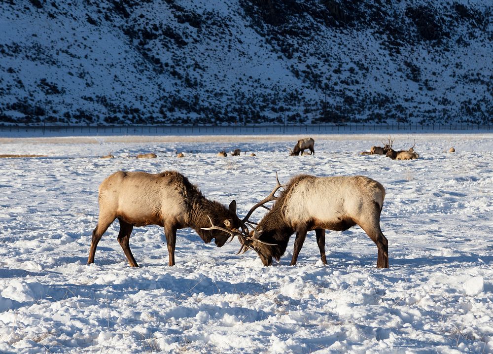 Elk at the U.S. Fish & Wildlife Service's elk refuge in Jackson Hole, Wyoming, a valley on the edge of Grand Teton National…
