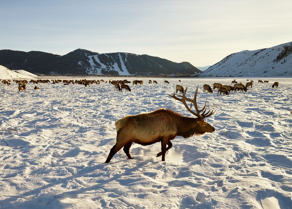 Elk at the U.S. Fish & Wildlife Service's elk refuge in Jackson Hole, Wyoming, a valley on the edge of Grand Teton National…