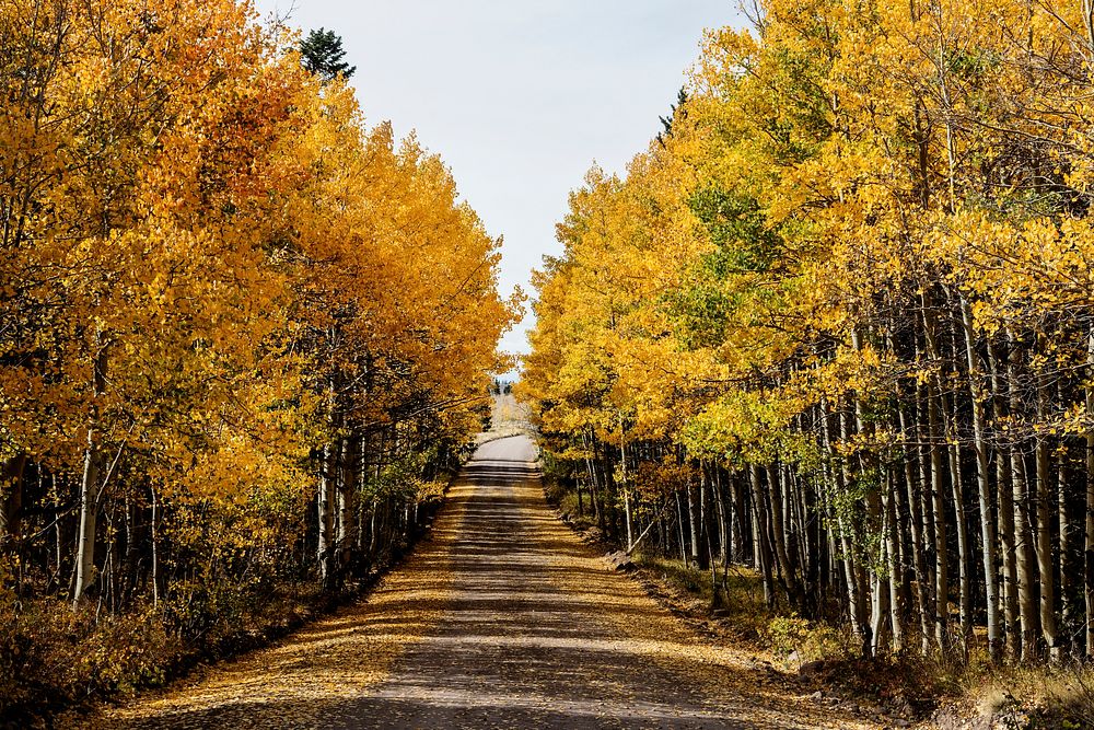 Fall in the San Juan Mountains of Conejos County, Colorado, near the New Mexico border - Original image from Carol M.…