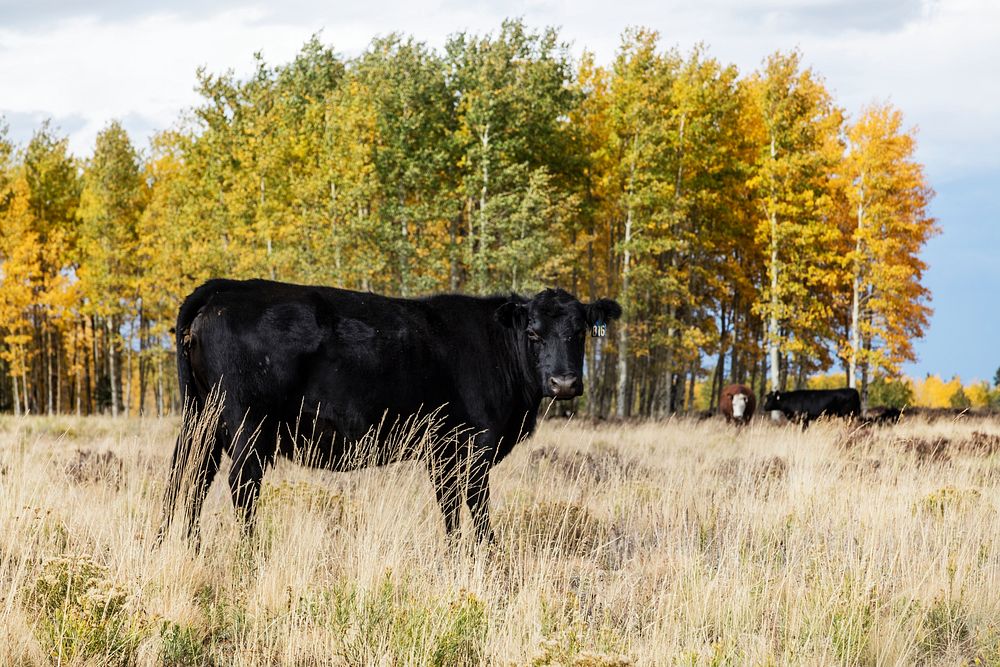 Cattle amble freely in the San Juan Mountains of Conejos County, Colorado, near the New Mexico border. Original image from…