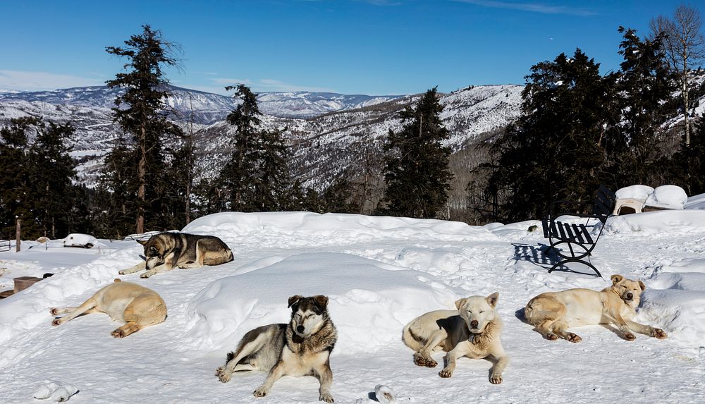 Sled dogs get a breather in the Rocky Mountain backcountry near the ski resort of Snowmass Village, Colorado. Original image…