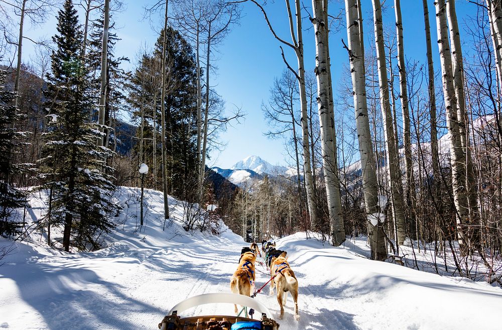 Sled dogs in the Rocky Mountain backcountry near the ski resort of Snowmass Village, Colorado. Original image from Carol M.…