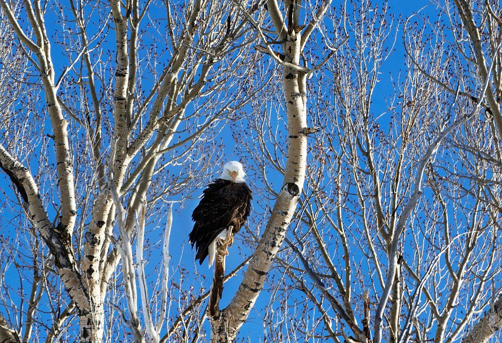 A young bald eagle surveys the world below in the vast Wyoming portion of Yellowstone National Park. Original image from…