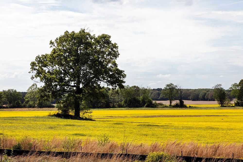 Spring field of rapeseed flowers in Benton County, Mississippi. Original image from Carol M. Highsmith&rsquo;s America…