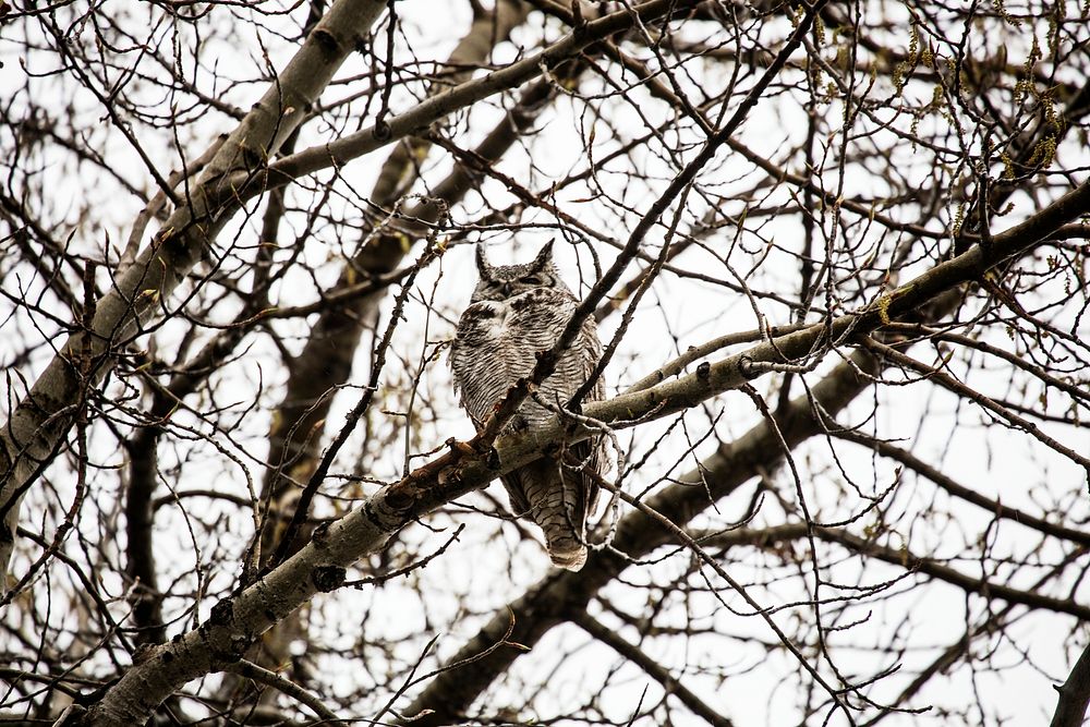 Great horned owl at Big Creek cattle ranch in Carbon County, Wyoming. Original image from Carol M. Highsmith&rsquo;s…