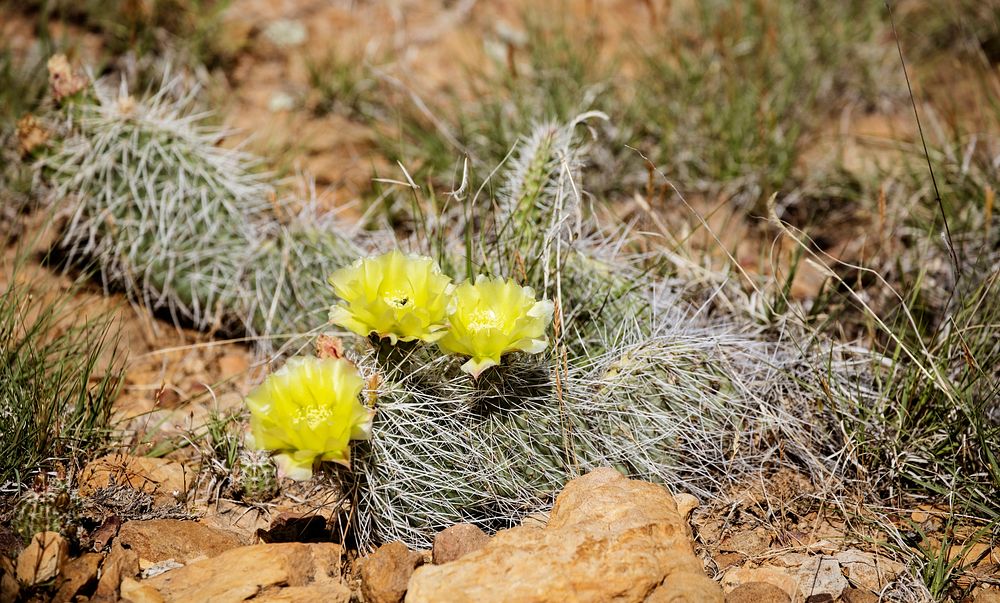 A blooming cactus in Purgatoire Canyon, a spectacular rocky gorge in the middle of an otherwise flat prairie at JE Canyon…