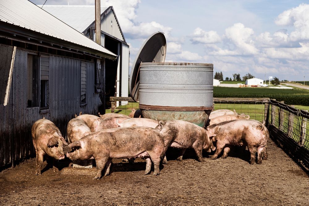 Sows in a pigpen jostle for food and water on Dean and Julie Folkmann's hog farm in Benton County, Iowa, near the town of…