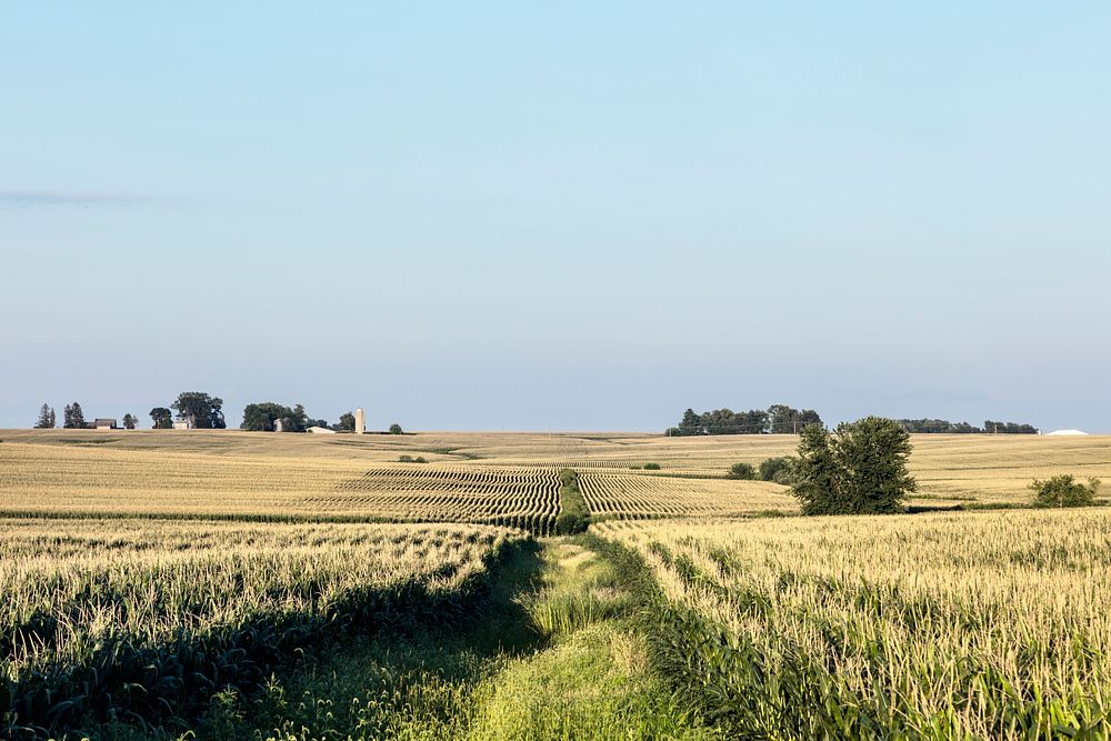 Corn rows as far as the eye can see in Buchanan County, Iowa. Original image from Carol M. Highsmith&rsquo;s America…