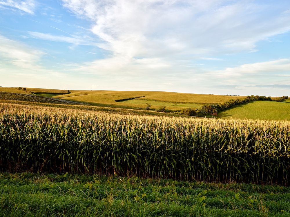 Sculpted cornfields in the rolling hills of Jones County in eastern Iowa. Original image from Carol M. Highsmith&rsquo;s…