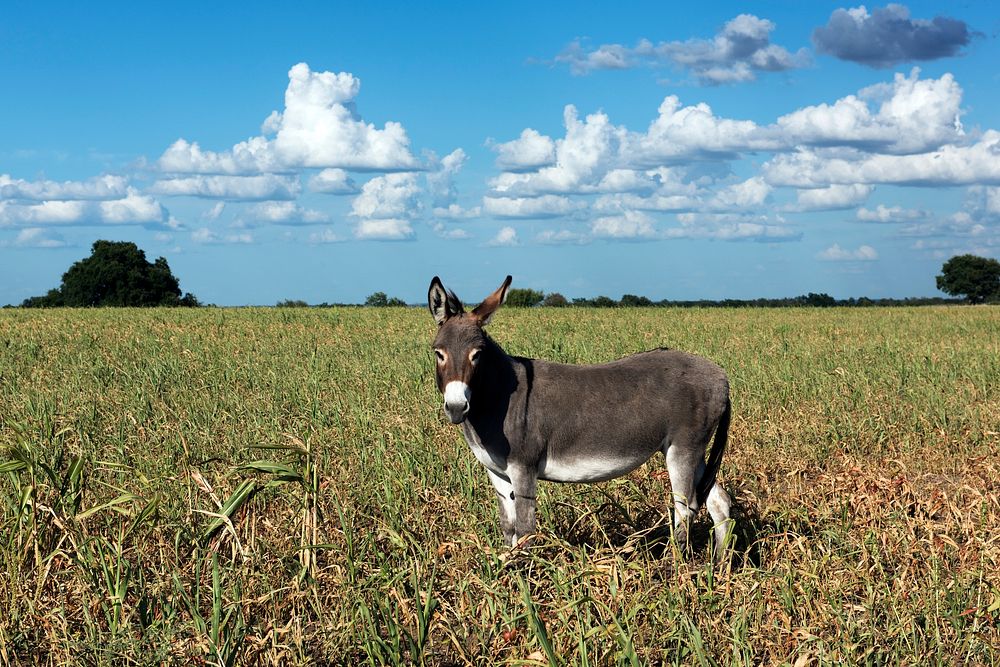 Dandy donkey in a field in Erath County, Texas. Original image from Carol M. Highsmith&rsquo;s America, Library of Congress…