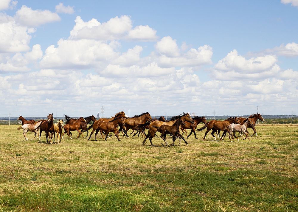 Beautiful horses romp at the Cannon Quarter Horse Ranch near Venus, Texas. Original image from Carol M. Highsmith&rsquo;s…
