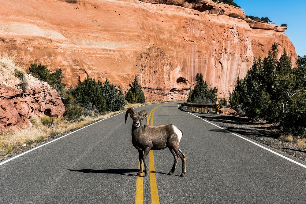 A bighorn sheep in Colorado National Monument, a preserve of vast plateaus, canyons, and towering monoliths in Mesa County…