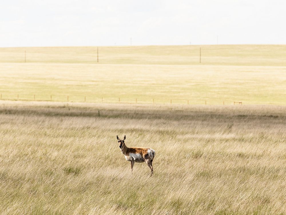 A lone antelope on the Laramie Plains, a high grassland south of Laramie, Wyoming. Original image from Carol M.…