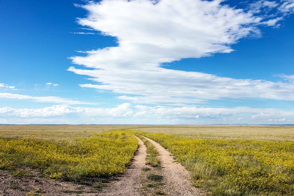 A dirt road winds through a sea of high plains yellow sundrops on the Laramie Plain, a vast grassland south of Laramie…