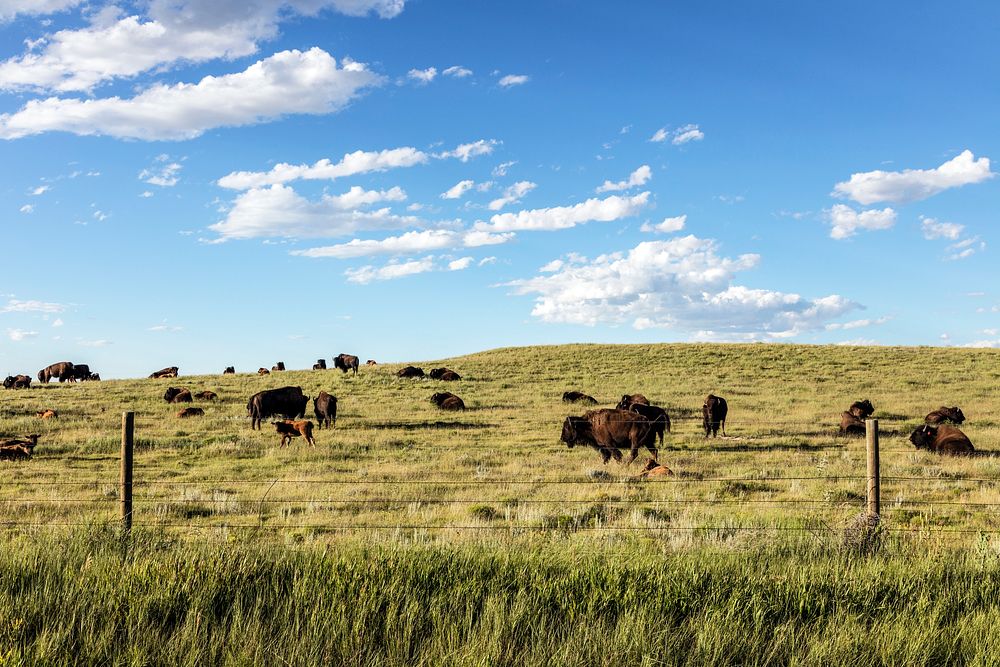 Bison herd in Weld County, Colorado, near the Wyoming line - Original image from Carol M. Highsmiths America, Library of…