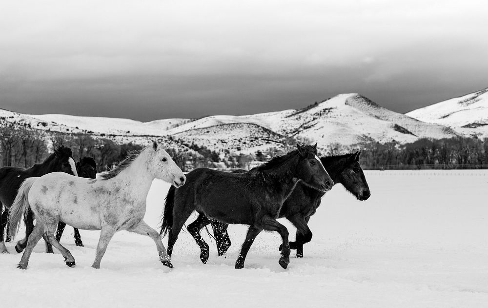 A mixed herd of wild and domesticated horses frolics on the Ladder Livestock ranch, at the Wyoming-Colorado border. Original…