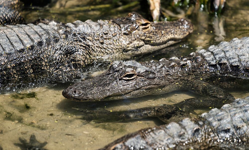 Alligator Adventure, a fourteen-acre theme park of sorts that calls itself the "Reptile Capital of the World" in North…