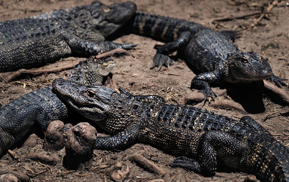 Alligator Adventure, a fourteen-acre theme park of sorts that calls itself the "Reptile Capital of the World" in North…