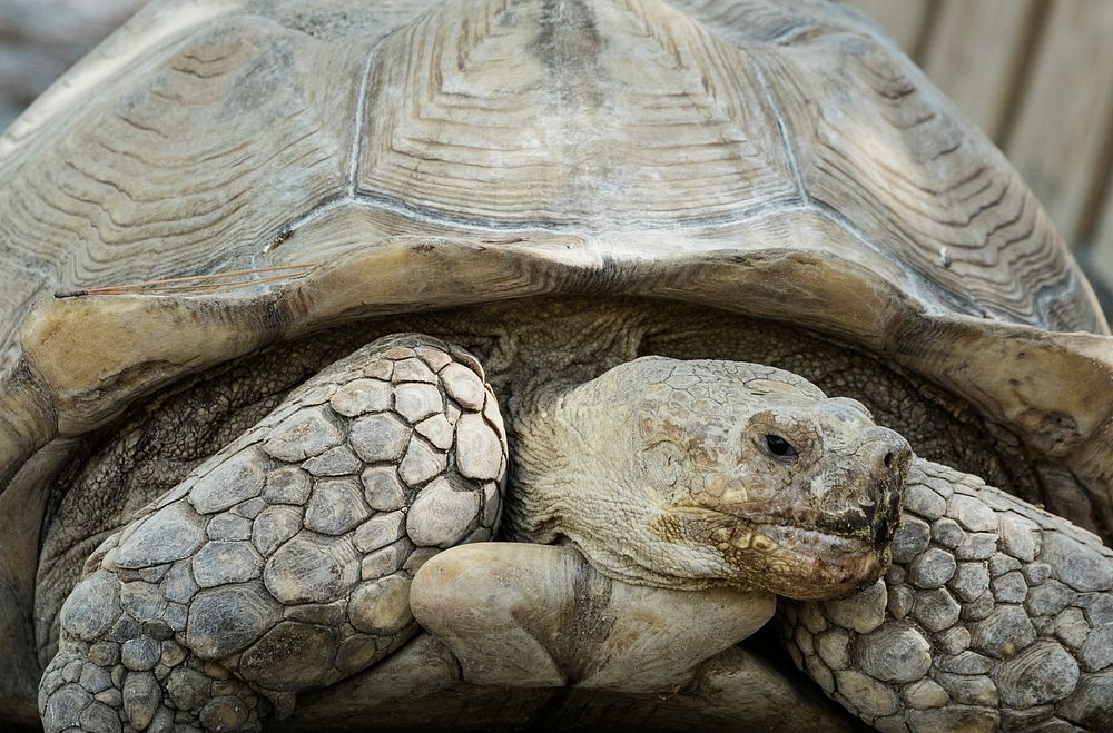 An old turtle. Original image from Carol M. Highsmith's America, Library of Congress collection. Digitally enhanced by…