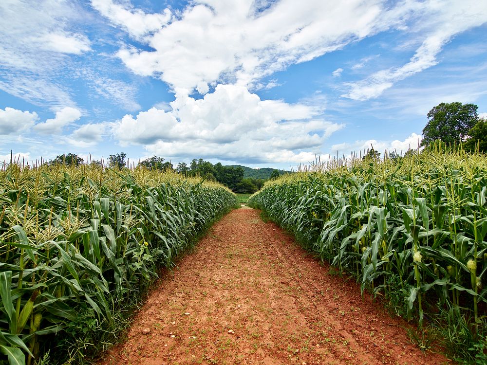 Dirt road beside a cornfield near Clarkesville in Habersham County, Georgia. Original image from Carol M. Highsmith&rsquo;s…