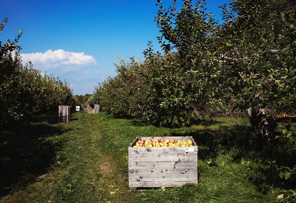 Scene at fall apple-harvest time at Shelburne Orchards in Shelburne, Vermont. Original image from Carol M. Highsmith&rsquo;s…