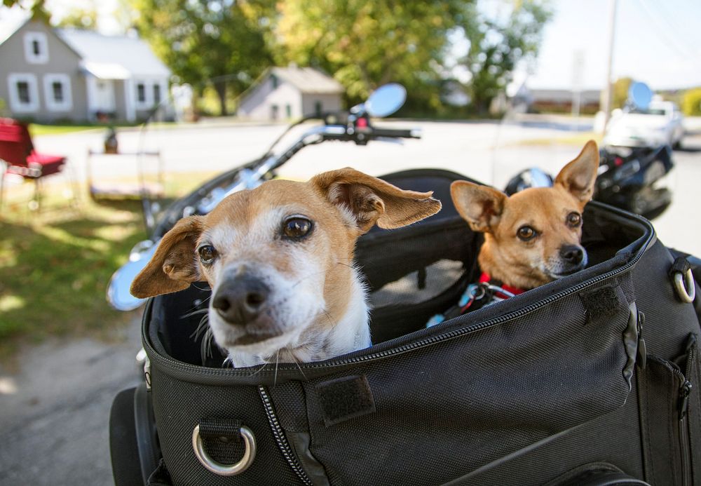 Two dogs, Jesse and Maude, await the next portion of their ride in the back of a motorcycle in South Hero, Vermont. Original…