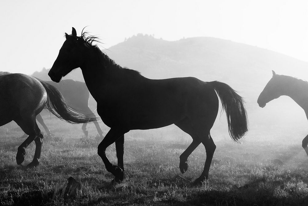 Horses head for the corral in the daily roundup of horses, Riverside, Wyoming. Original image from Carol M.…